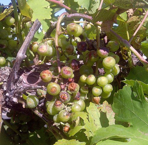 Hail-damaged grape cluster showing extensive bruising, split skins and necrotic tissue.